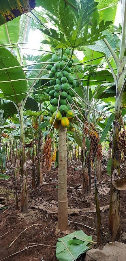 Banana Farm House Hampi Buitenkant foto
